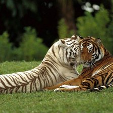 Схема вышивки «тигры»