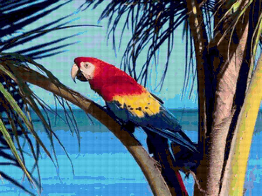 Попугай - вода, пальмы, лето, экзотика, океан, попугай, птица, небо - предпросмотр