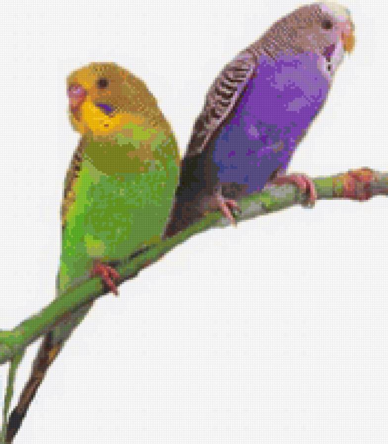 Попугаи - птицы, пара, попугаи, на ветке, яркое - предпросмотр