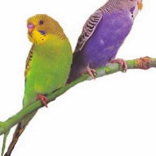 Схема вышивки «Попугаи»