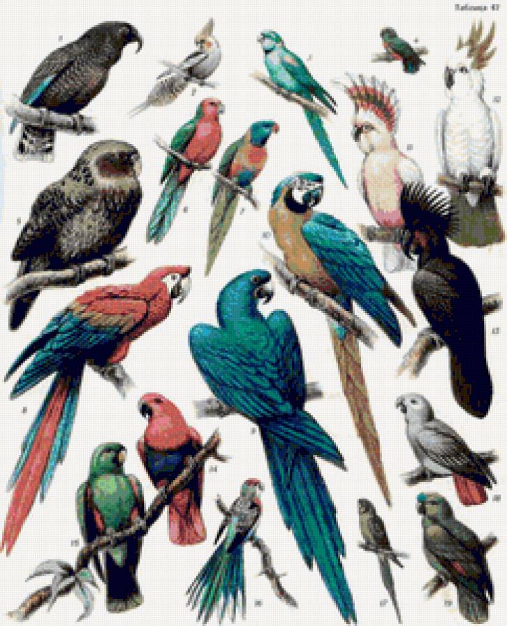 Попугаи - на ветке, яркое, птицы, попугаи - предпросмотр