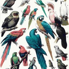 Схема вышивки «Попугаи»