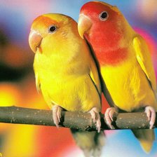 Схема вышивки «Попугаи»