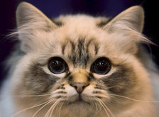 Схема вышивки «Кот»