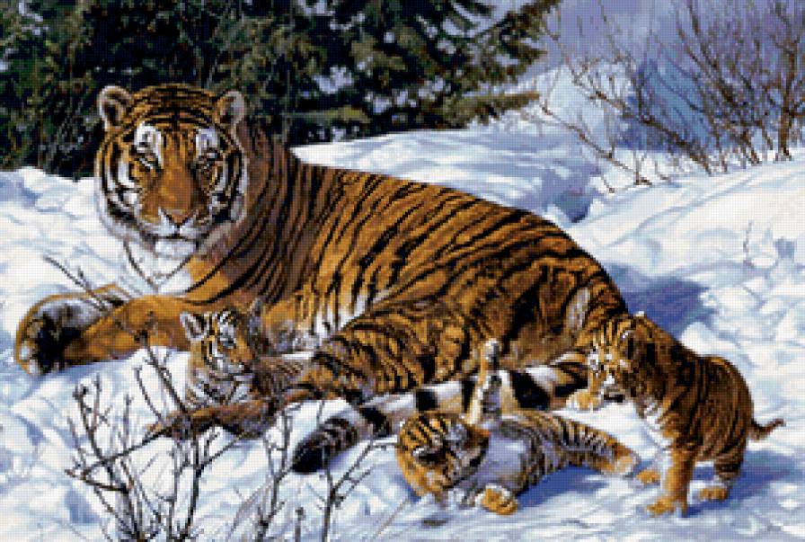 семейство - тигры - предпросмотр