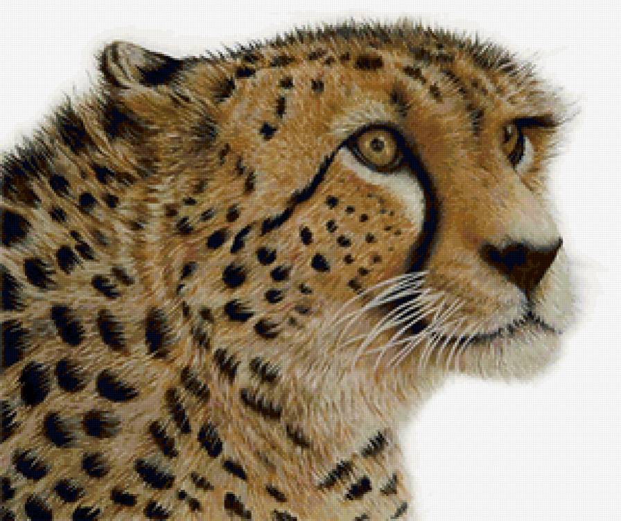 гепард - гепард - предпросмотр