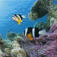 Схема вышивки «риф»