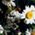 Предпросмотр схемы вышивки «ромашки» (№93372)