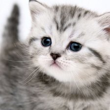 Схема вышивки «№93513»