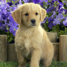 Схема вышивки «№93535»