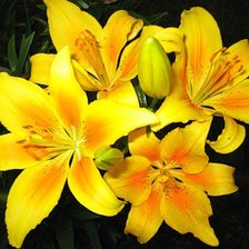 Схема вышивки «лилии»