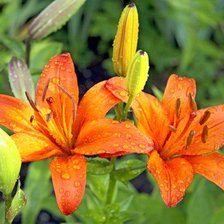 Схема вышивки «лилии»