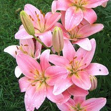 Схема вышивки «лилии»