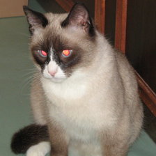 Схема вышивки «Буся»