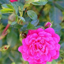 Схема вышивки «роза»