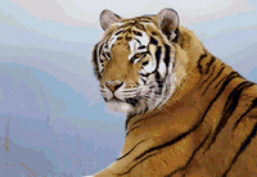 тигр - звери, животные, тигр - предпросмотр