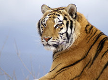 Схема вышивки «тигр»