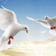 Схема вышивки «Голуби»