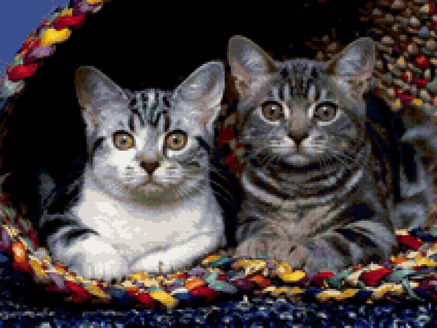 Котята - кошки, животные - предпросмотр