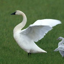 Схема вышивки «Лебеди»