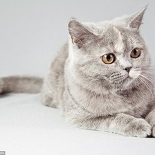 Схема вышивки «Кошечка»