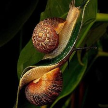 Схема вышивки «Улитки»