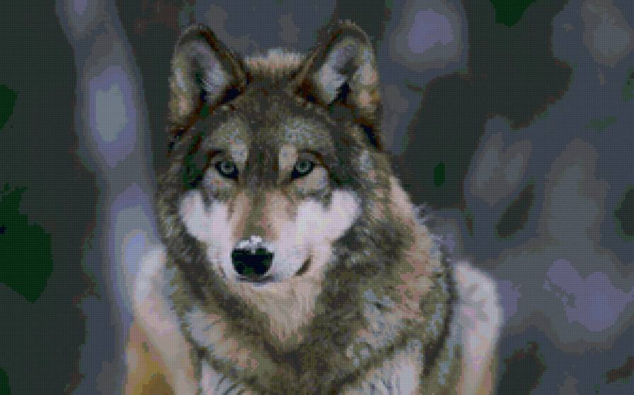 Волк - волк, собаки, животные - предпросмотр