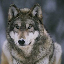 Схема вышивки «Волк»