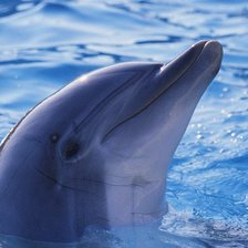 Дельфин
