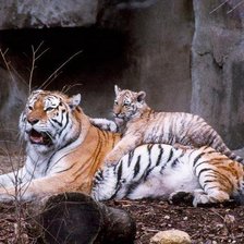 Схема вышивки «Тигры»