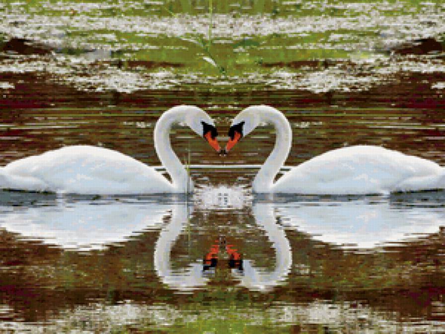 Пара лебедей - птицы, лебеди - предпросмотр