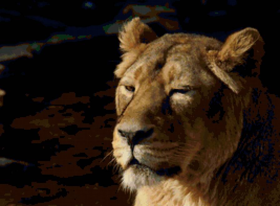 Львица - животные, кошки, львы - предпросмотр