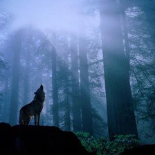 Схема вышивки «Волк»