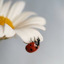 Схема вышивки «№93840»