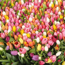 Схема вышивки «цветы»