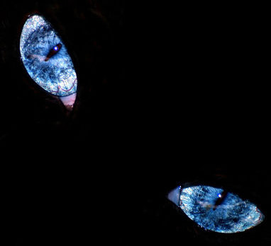 глаза - глаза - оригинал