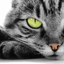 Схема вышивки «кошка»