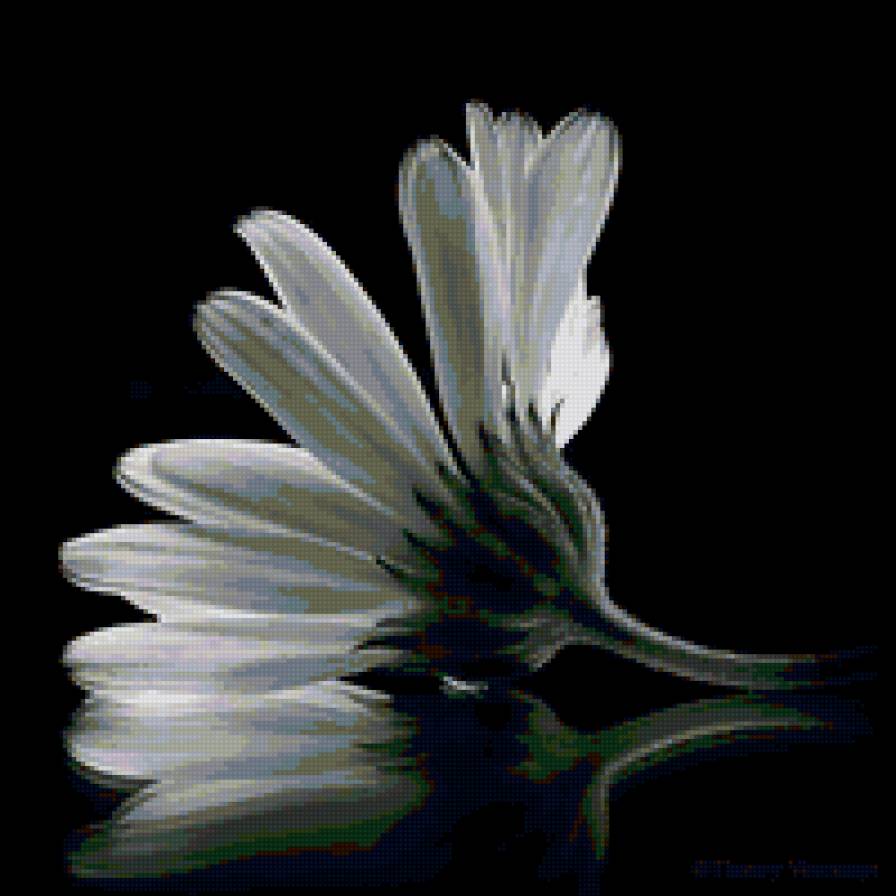 Ромашка - ромашка, цветы - предпросмотр