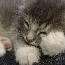 Схема вышивки «Милашка»