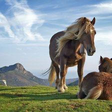 Кони на лугу