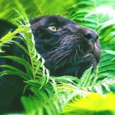 Схема вышивки «пантера»