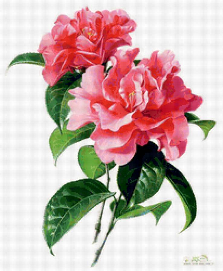 зенг ксиао лиан - шиповник - живопись, зенг ксиао лиан, цветы, роза - предпросмотр