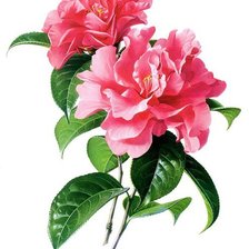 Схема вышивки «зенг ксиао лиан - шиповник»