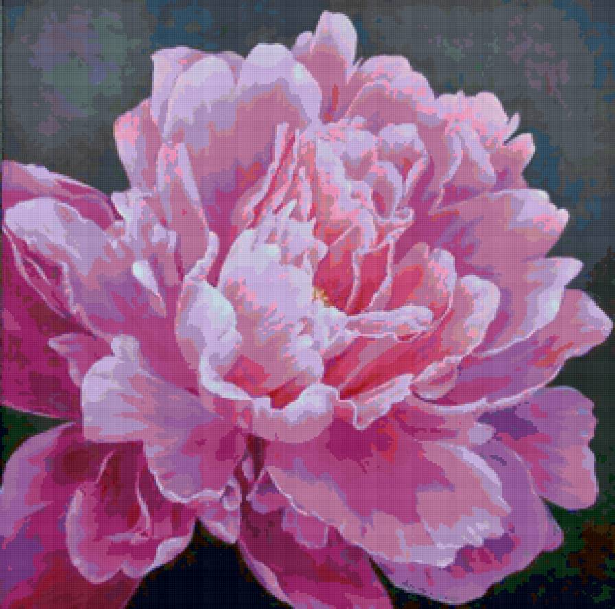 Пион - пионы, цветы - предпросмотр