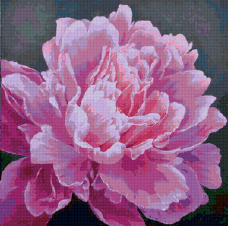 Пион - пионы, цветы - предпросмотр