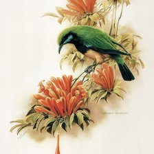 Схема вышивки «"Птицы"  Зенг Ксиао Лиан»