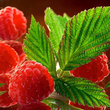 Схема вышивки «Малинка»