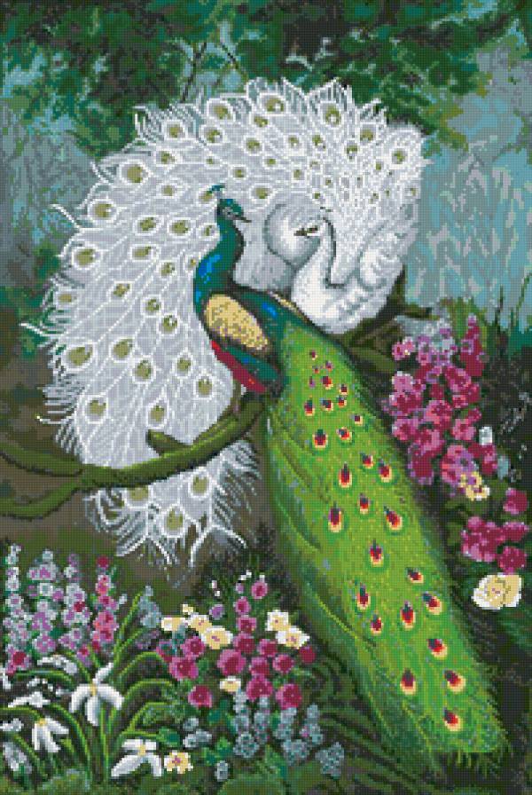 павлины - птицы, павлин - предпросмотр