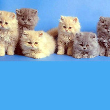 Схема вышивки «Котята»