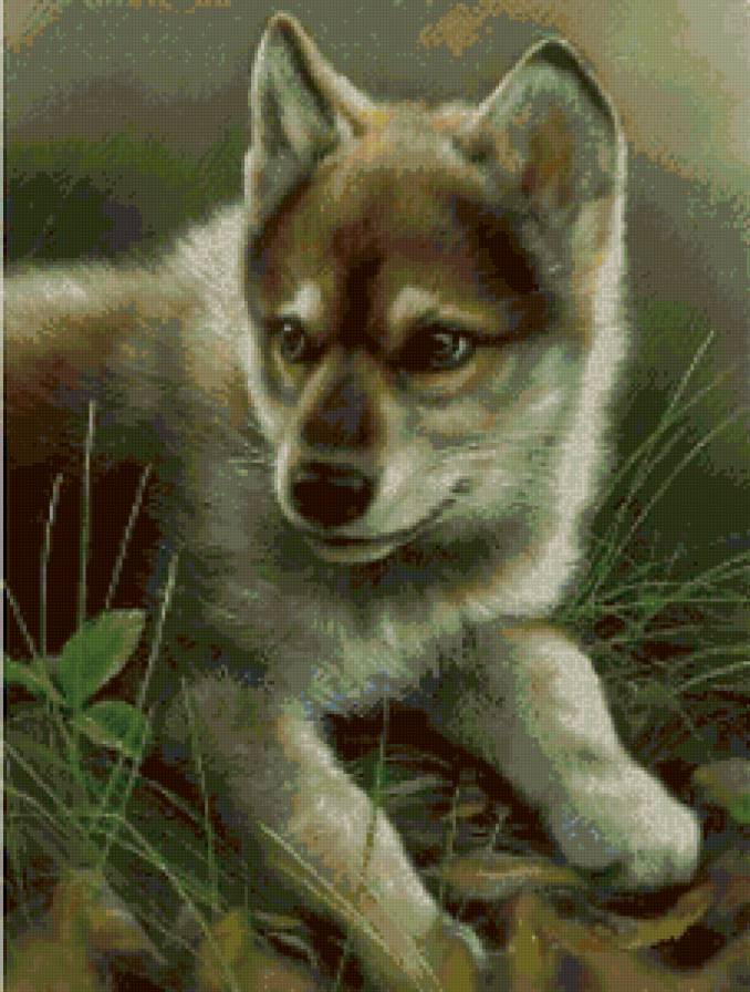 564 - животные - предпросмотр